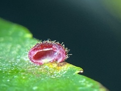 Caryomyia turbanella