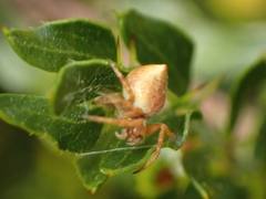 Araneus acuminatus