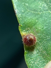 Caryomyia turbanella