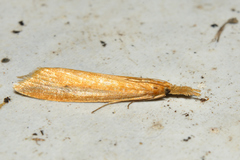 Schoenobiinae