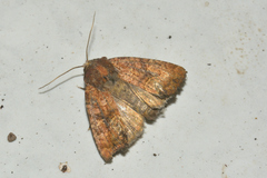 Condicinae