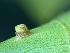 Caryomyia melicrustum