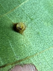 Caryomyia melicrustum