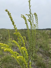 Solidago austrina