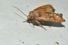 Condicinae