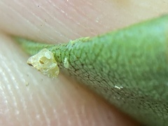 Caryomyia melicrustum