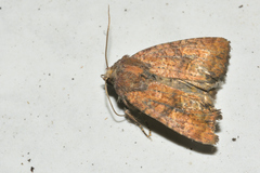 Condicinae