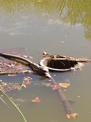 Chrysemys picta picta