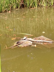 Chrysemys picta picta