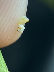 Caryomyia melicrustum