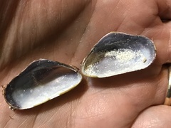 Modiolus auriculatus