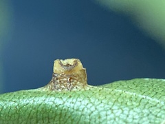 Caryomyia melicrustum