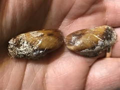 Modiolus auriculatus