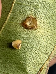 Caryomyia melicrustum