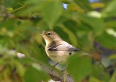 Setophaga castanea