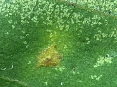 Caryomyia melicrustum