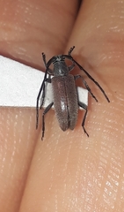 Cymatonycha fasciata