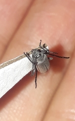 Cymatonycha fasciata