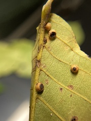 Caryomyia glebosa