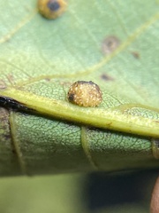 Caryomyia glebosa