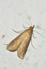 Schoenobiinae