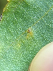 Caryomyia glebosa