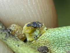 Caryomyia glebosa