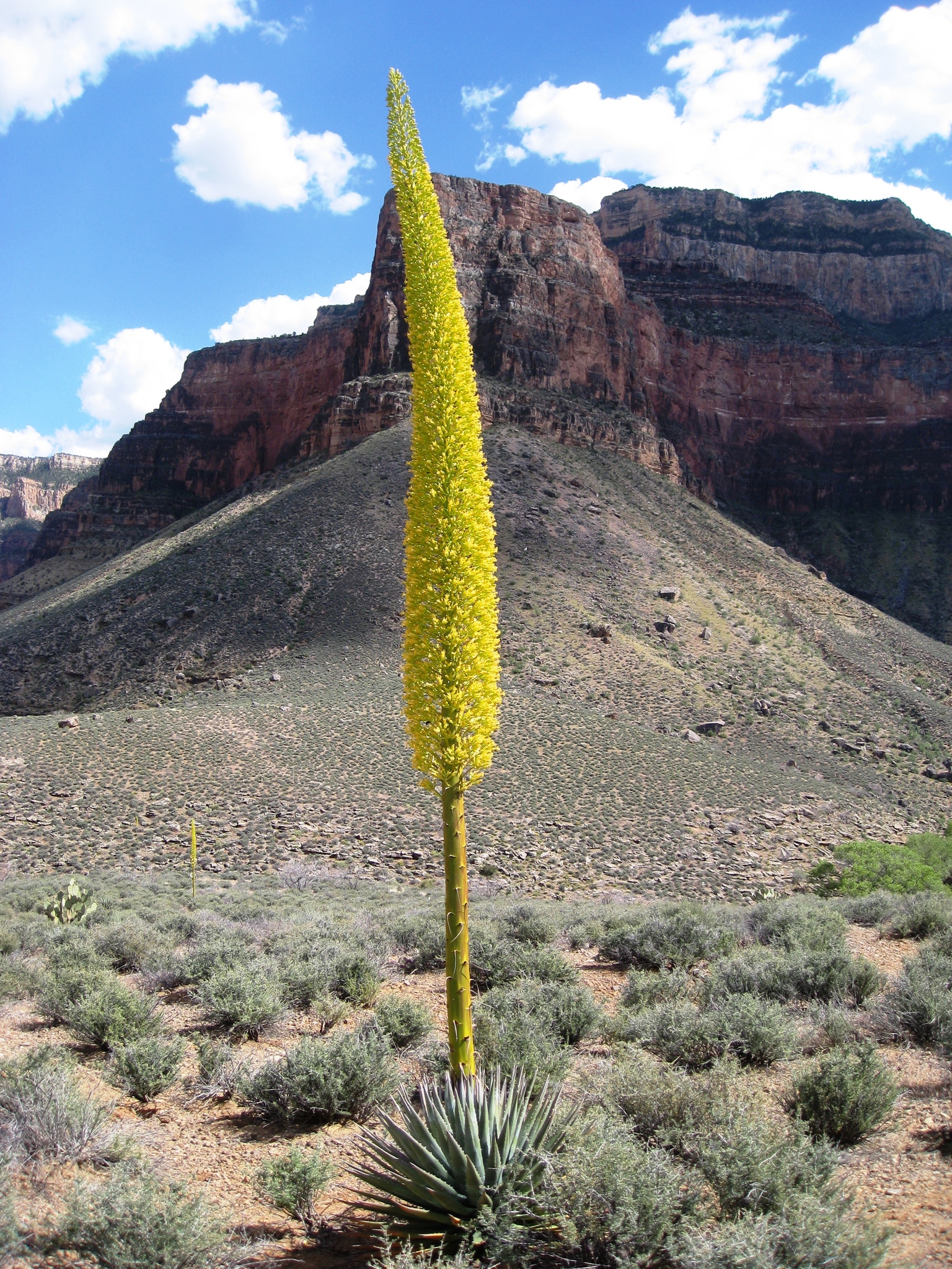 Kaibab agave (Subspecies Agave utahensis kaibabensis)  iNaturalist
