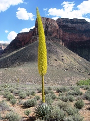 Agave utahensis kaibabensis