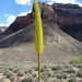 Kaibab Agave - Photo (c) J Brew, some rights reserved (CC BY-SA), uploaded by John Brew