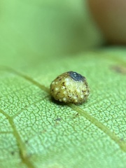 Caryomyia glebosa