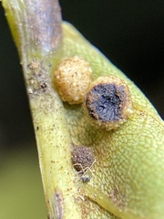 Caryomyia glebosa
