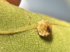Caryomyia glebosa