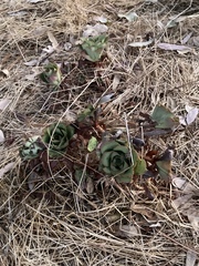 Epidendrum succulentum