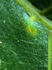 Caryomyia glebosa
