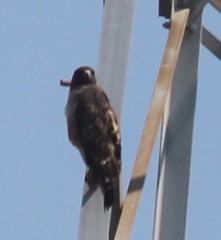 Buteo jamaicensis