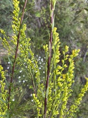 Solidago austrina