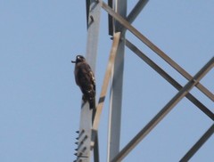 Buteo jamaicensis