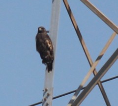 Buteo jamaicensis