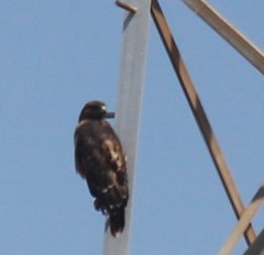 Buteo jamaicensis