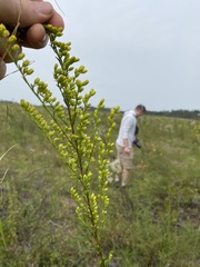Solidago austrina