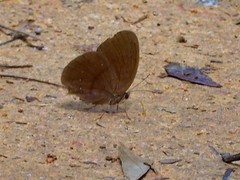 Faunis canens arcesilas