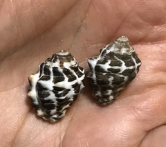Tylothais savignyi