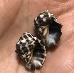 Tylothais savignyi