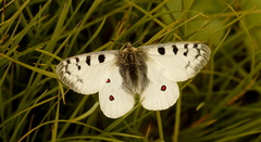 Parnassius phoebus