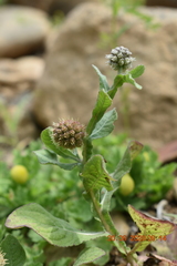 Sphaeranthus africanus