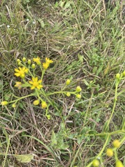 Solidago rigida glabrata