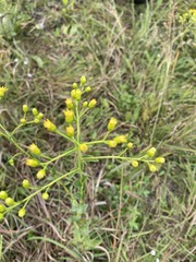 Solidago rigida glabrata