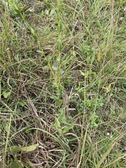 Solidago rigida glabrata