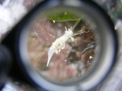 Ancula gibbosa